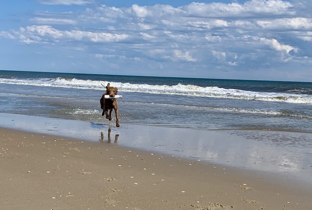 Ocracoke Island Makes Dr. Beach’s Top 10 List for Best Beaches 2020